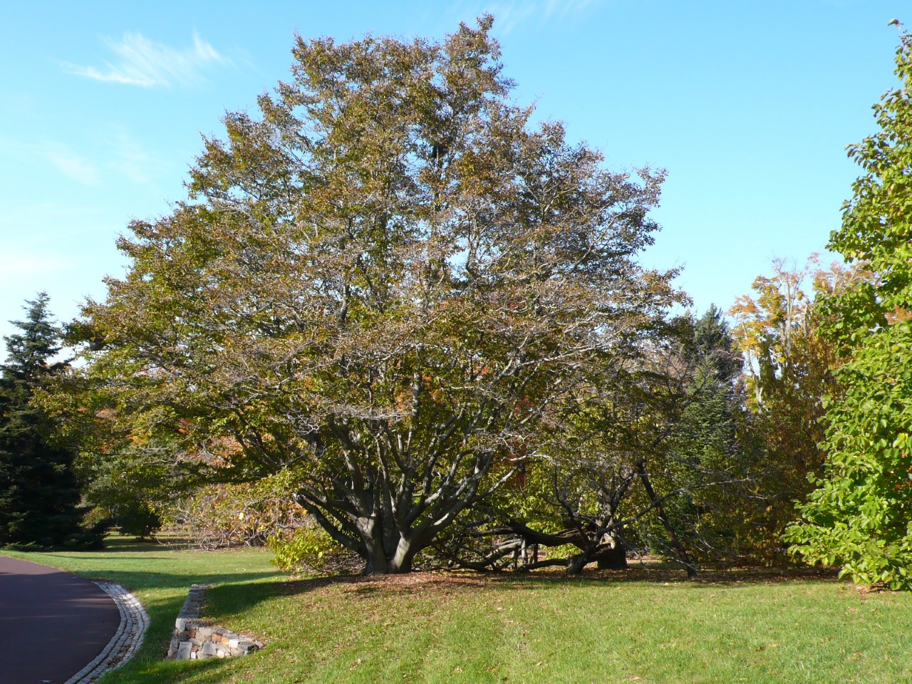 magnolia salicifolia